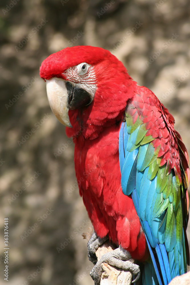 wild red macaw macaw with colored feathers
wild red macaw macaw with colored feathers