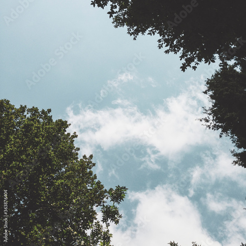 clouds in the sky between trees