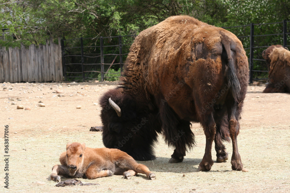 wildly overgrown buffalo in the park during the day
wildly overgrown buffalo in the park during the day