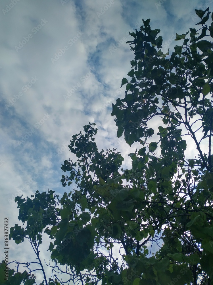 Fototapeta premium Sky and trees