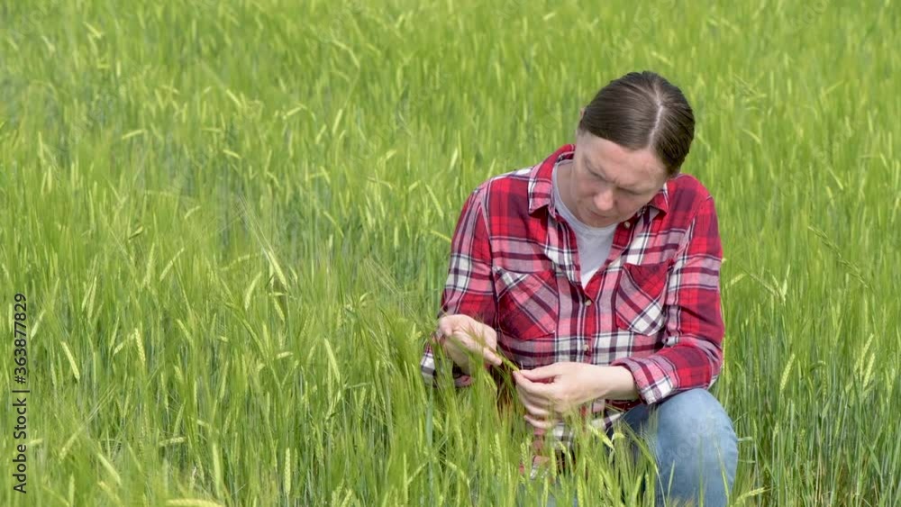 Female agronomist farmer examining development of green barley crops in field Female agronomist farmer examining development of green barley crops in field