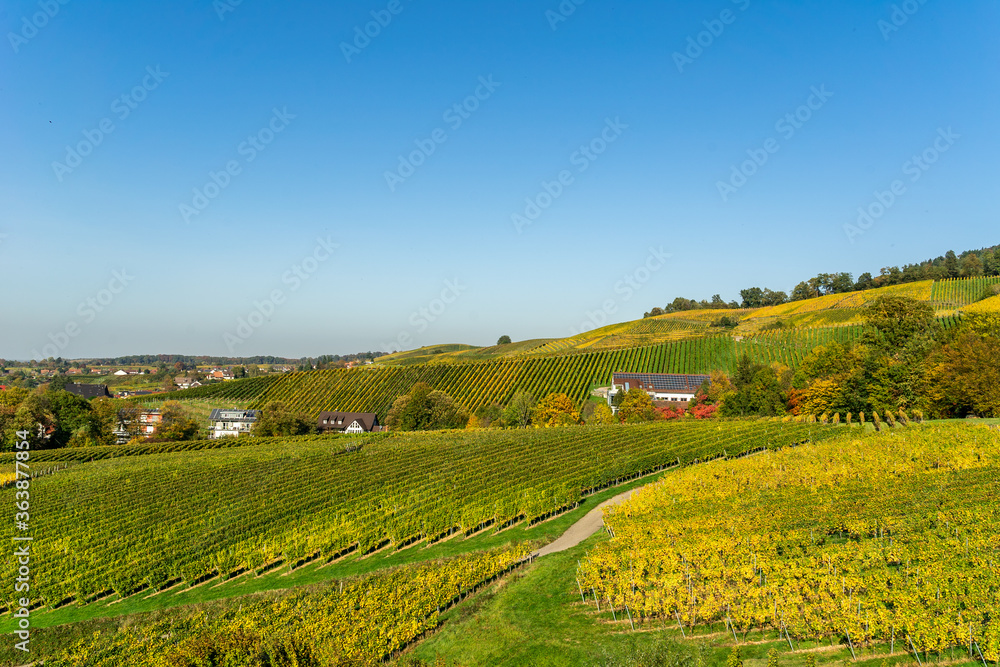 Vineyards with grapes fields under blue sky on sunny day 