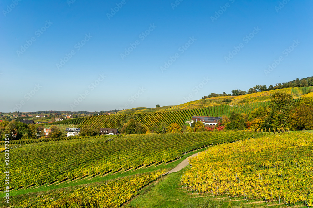 Obraz premium Vineyards with grapes fields under blue sky on sunny day 