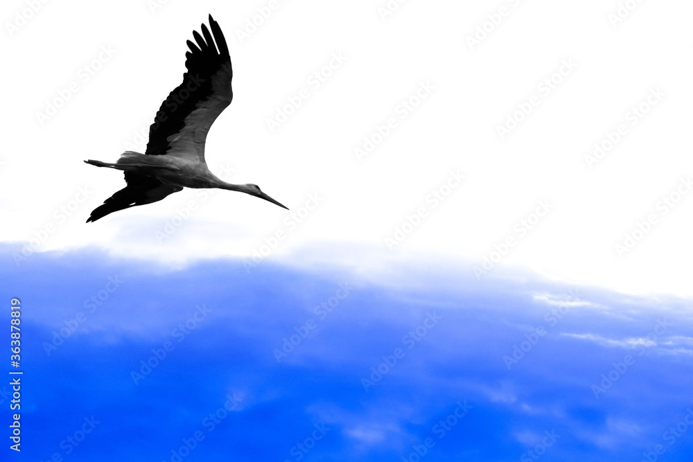 Fototapeta premium Abstract photo with stork on white background in abstract blue sky