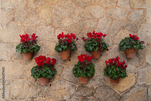 rote Alpenveilchen, dekoriert in Tontöpfen an einer Hauswand aus Stein