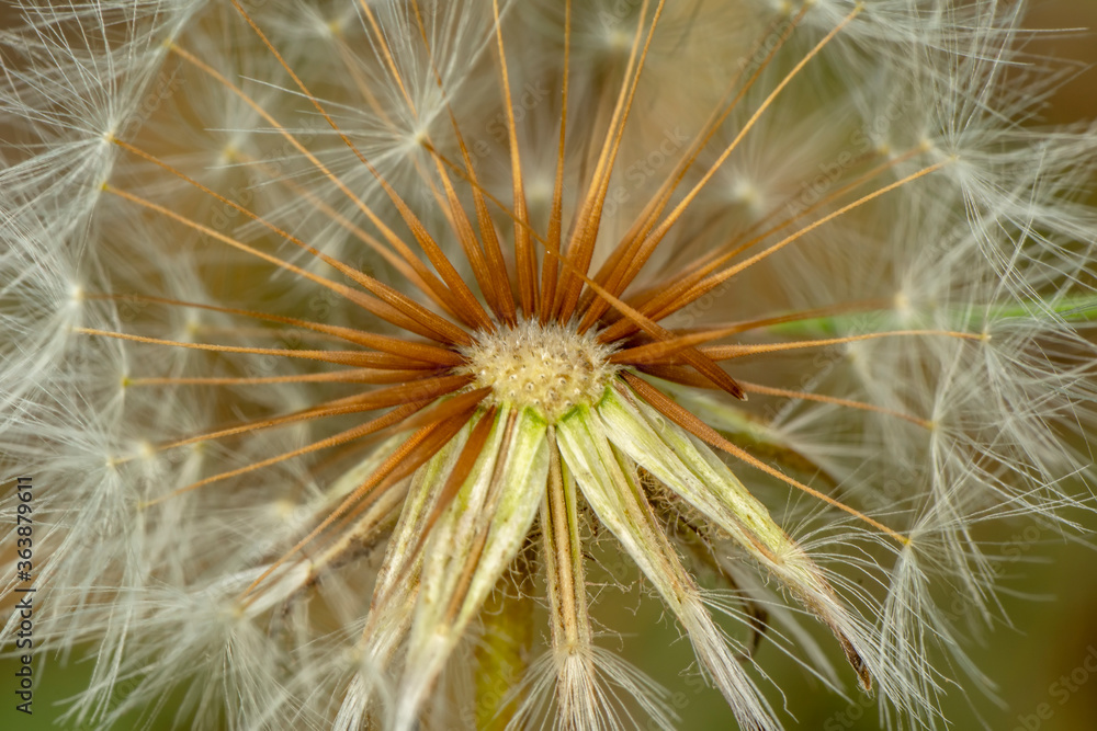 Fototapeta premium Dandelion seeds close up blowing in green background