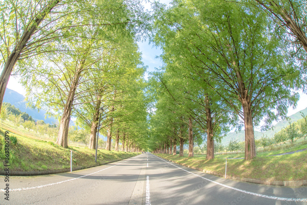 Fototapeta premium Metasequoia Tree-lined Road