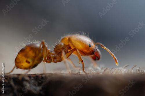 Pharaon Ant © vickpix
