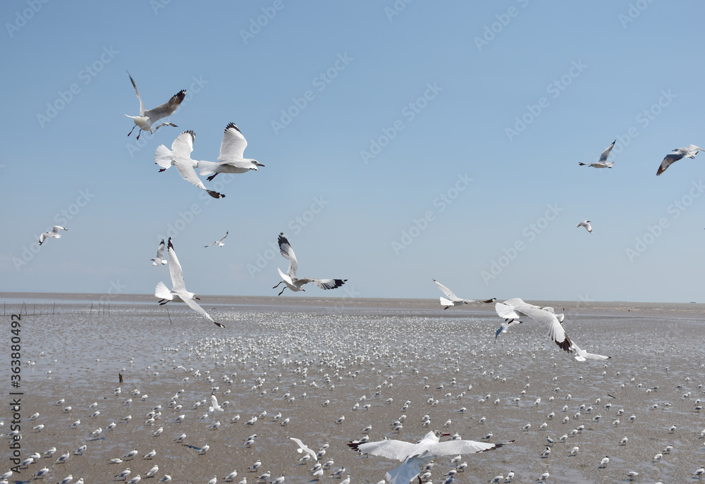 The seagulls on air above the sea water surface view horizon at Bangpu Recreation Center, Samutprakan, Thailand