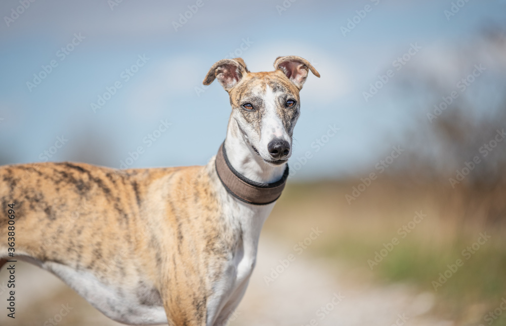 Whippet outside having fun