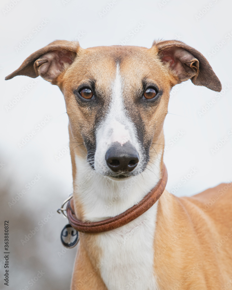 Whippet outside having fun