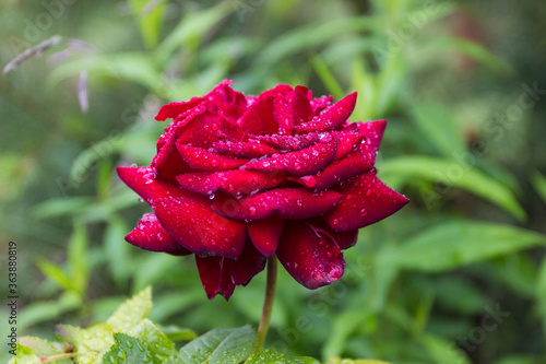 raindrops on a red rose