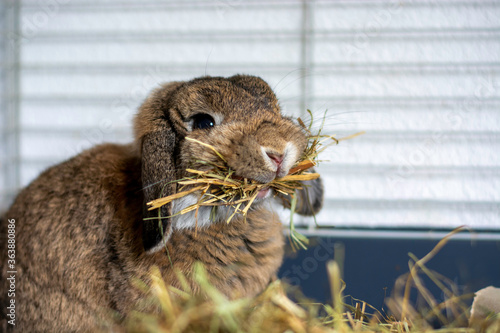 Funny cute lop ear rabbit in a cage holding a lot of hay in its mouth. Bunny with hanging ears.