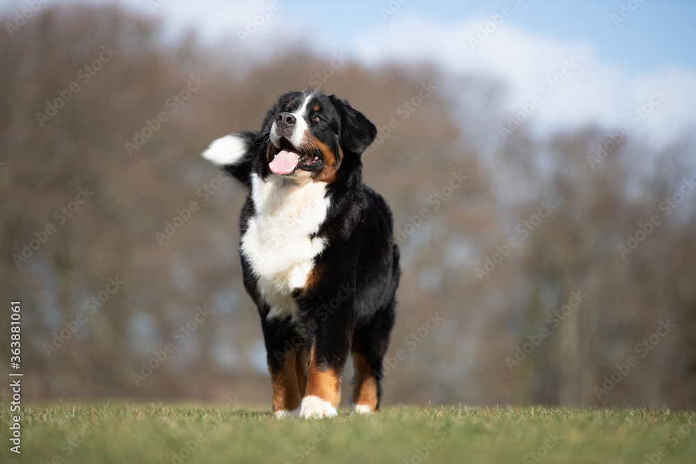 Bernese outside having fun Bernese outside having fun