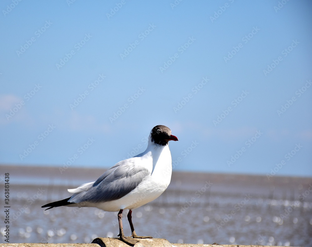 Fototapeta premium Seagull portrait against sea shore. Close up view of bird seagull sitting on the edge of the bridge at Bangpu Recreation Center, Samut Prakan, Thailand