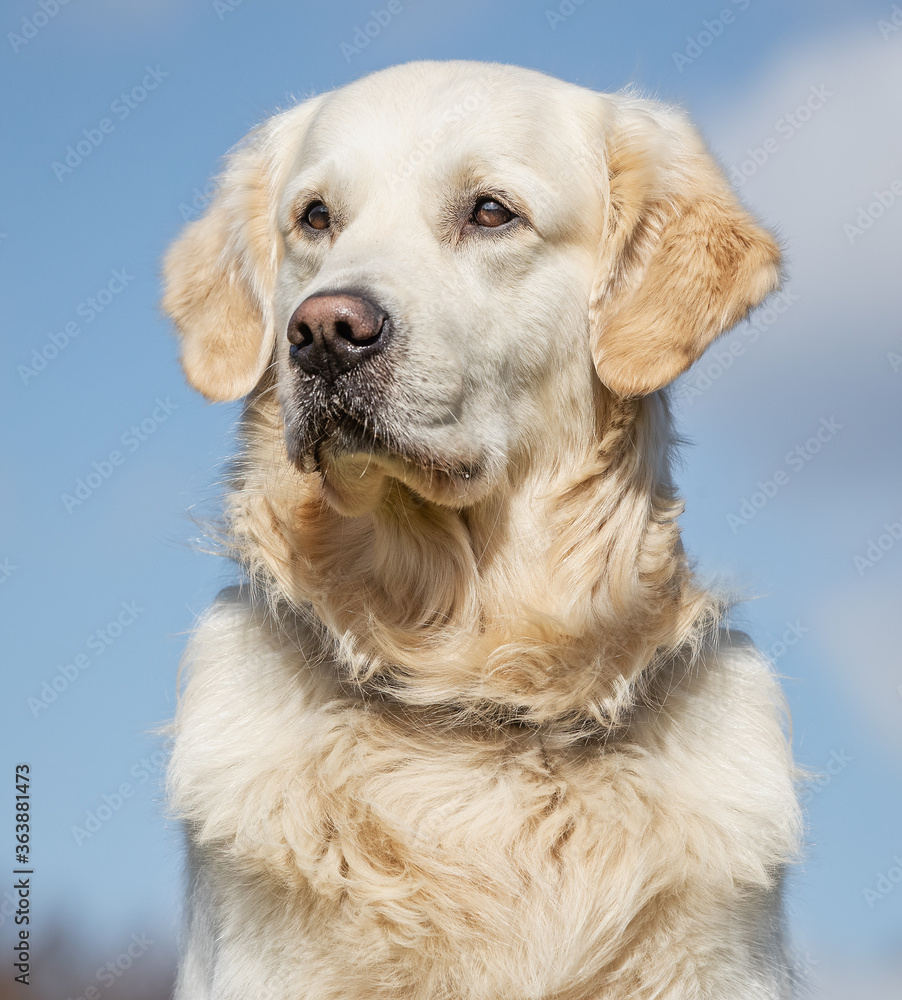 Golden Retriever Golden Retriever