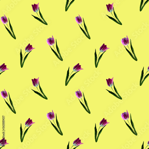 Gouache floral tulip yellow backgraund. Seamless colorful spring pattern. Painted violet tulip plant. Purple blossom