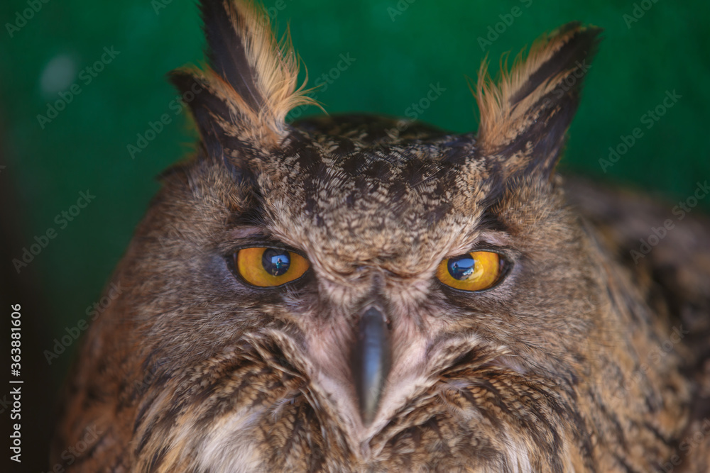 Obraz premium Portrait of brown filin, close up of wild bird head, tobacco-brownish eyes wide open, green background