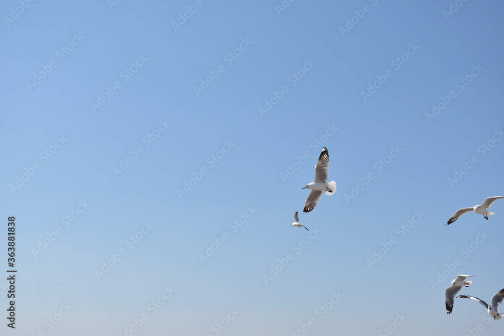 The seagulls on air above the sea water surface view horizon at Samutprakan, Thailand The seagulls on air above the sea water surface view horizon at Samutprakan, Thailand