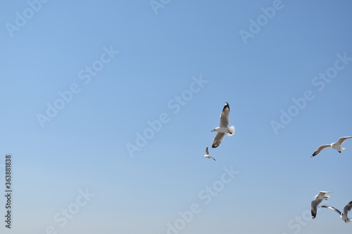 The seagulls on air above the sea water surface view horizon at Samutprakan  Thailand