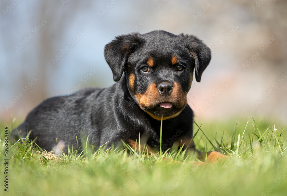 Happy Rottweiler puppy outdoor Happy Rottweiler puppy outdoor
