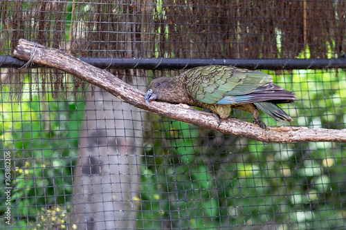 Rare Kea bird (Nestor notabilis) in the Birdlife Park in Queenstown.