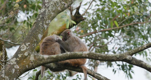 Fotografie Monkey helps delousing each other