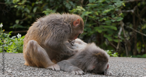 Monkey helps delousing each other © leungchopan