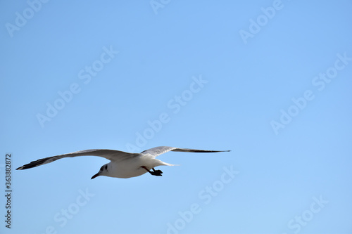 The seagulls on air above the sea water surface view horizon at Samutprakan  Thailand