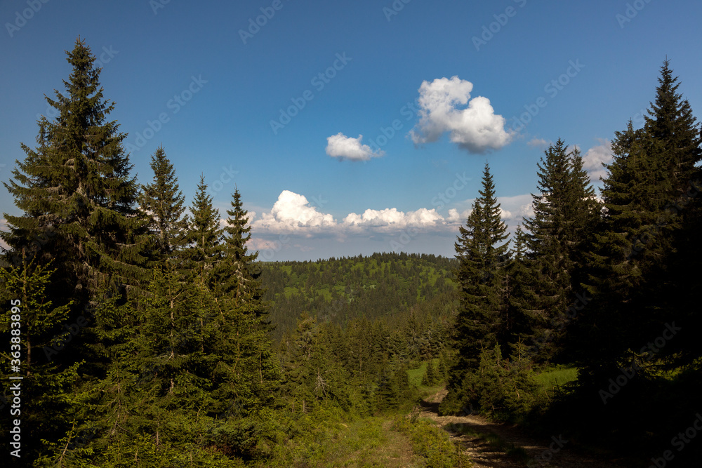 Hiking road among the summer spruce forest in the lower Carpathians