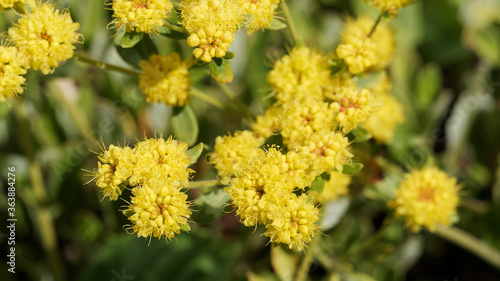 Eriogonum Umbellatum  fleurs de soufre ou shasta sarrasin  shasta sulfur  en  ombelles rondes au bout de tiges ramifi  es aux petites feuilles ovales  ligneuses et velues