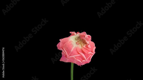 Time-lapse of dying pink Lorena rose 2x1 in PNG+ format with ALPHA transparency channel isolated on black background
 photo