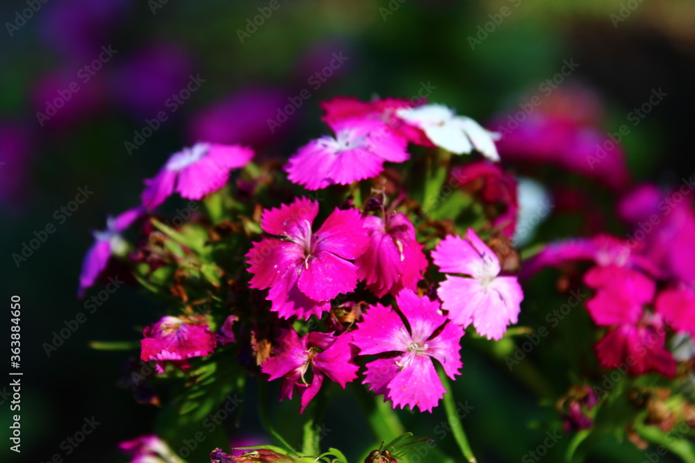 Purple dianthus in the garden Purple dianthus in the garden