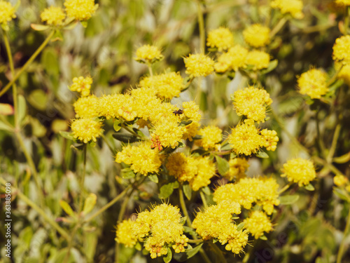 Eriogonum Umbellatum polyanthum | Grappes de fleurs de soufre ou ' shasta sulfur', ou shasta sarrasin visitée par une abeille