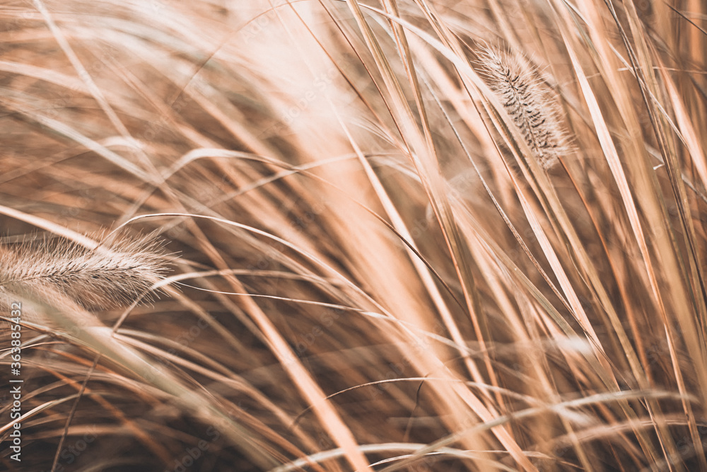 Closeup of brown dry grass in autumn garden. Beautiful natural seasonal landscape. Abstract floral outdoor park background. Closeup of brown dry grass in autumn garden. Beautiful natural seasonal landscape. Abstract floral outdoor park background.