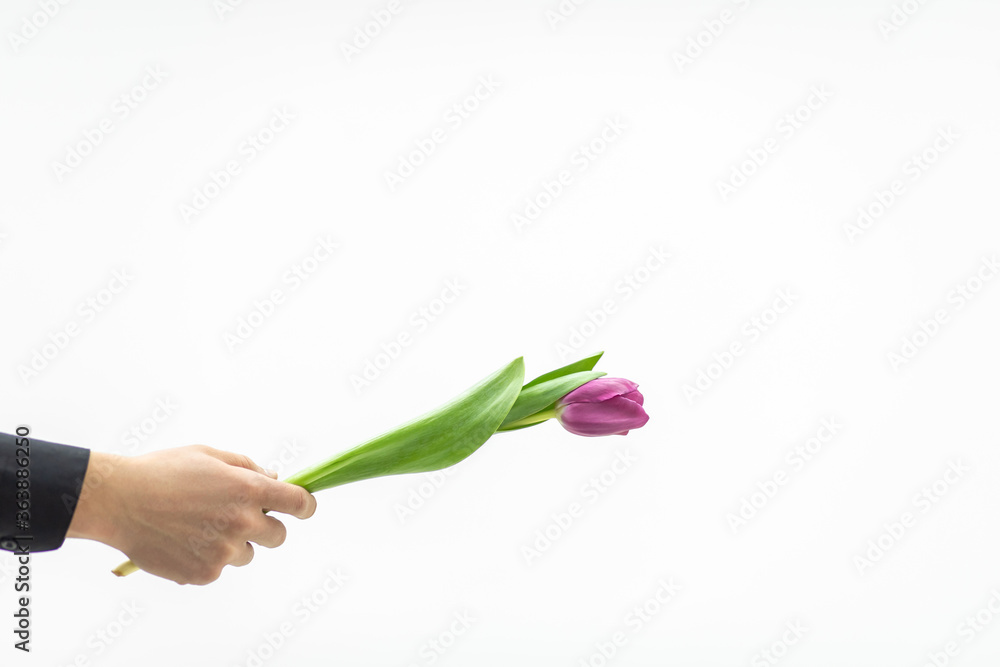 Man holds fresh spring tulip flower for his lovely wife over white background. Man holds fresh spring tulip flower for his lovely wife over white background.