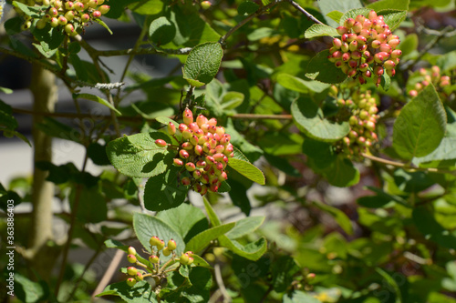 unripe berries of viburnum lantana on branches