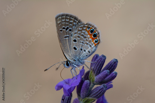 Closeup beautiful butterfly sitting on the lavender flower in a summer garden