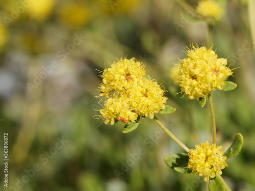 Eriogonum Umbellatum   Inflorescence en d  tail d une fleur de soufre ou shasta sarrasinen ombelle ronde de couleur jaune soufr      l extr  mit   de tiges florales