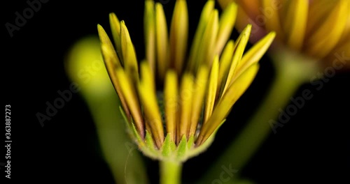 gatzania flower time lapse, macro shot on black background photo