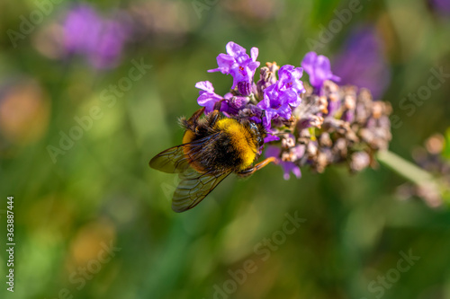 Close-Up Of Bumblebee On Lavender Bee pollinating lavender