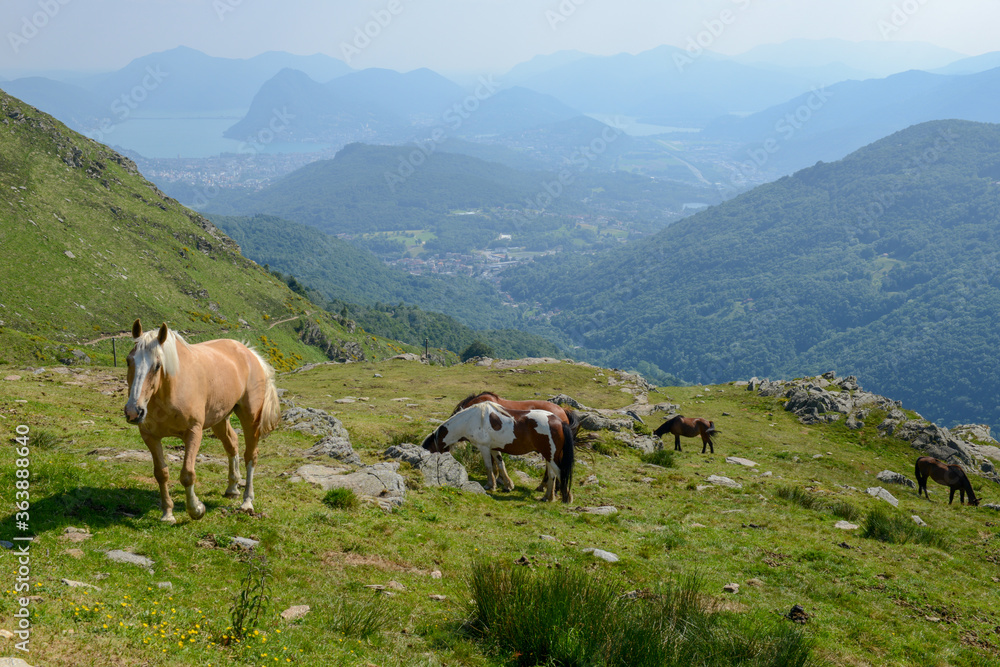 Grazing horses at a farm on Capriasca valley over Lugano in Switzerland Grazing horses at a farm on Capriasca valley over Lugano in Switzerland
