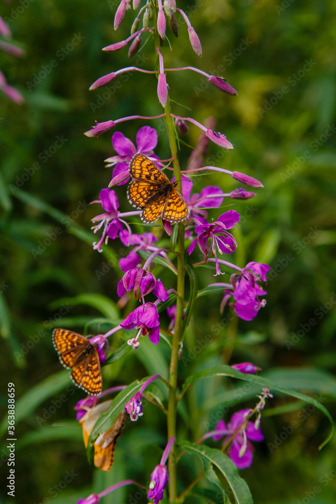 Butterfly (Argynnis paphia) on purple flowers of Epilobium angustifolium. Flowers of Fireweed, Chamaenerion angostifolium on a sunny summer day. Butterfly (Argynnis paphia) on purple flowers of Epilobium angustifolium. Flowers of Fireweed, Chamaenerion angostifolium on a sunny summer day.