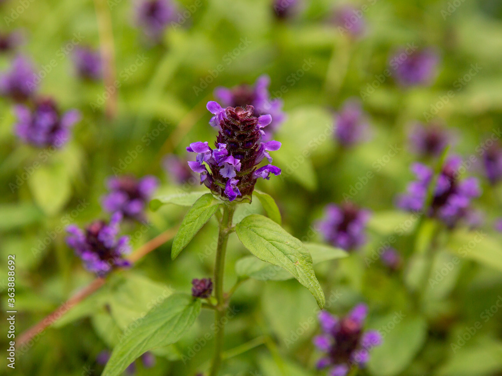 Purple wild flowers of Prunella vulgaris (Utsubogusa) Purple wild flowers of Prunella vulgaris (Utsubogusa)