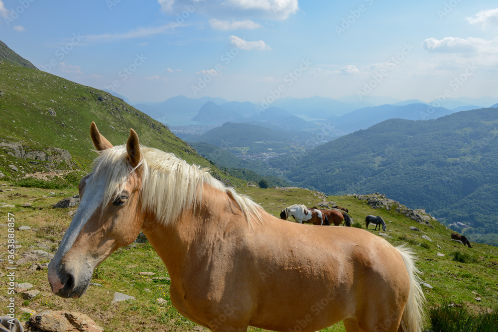 Grazing horses at a farm on Capriasca valley over Lugano in Switzerland