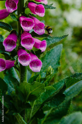 Flower of Digitalis Purpera, Foxglove in garden. Digitalis (digitalis) is a common decorative and medicinal plant, as well as a valuable honey plant.