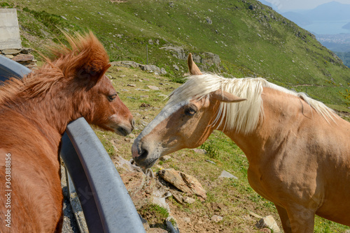 Grazing horses at a farm on Capriasca valley over Lugano in Switzerland photo