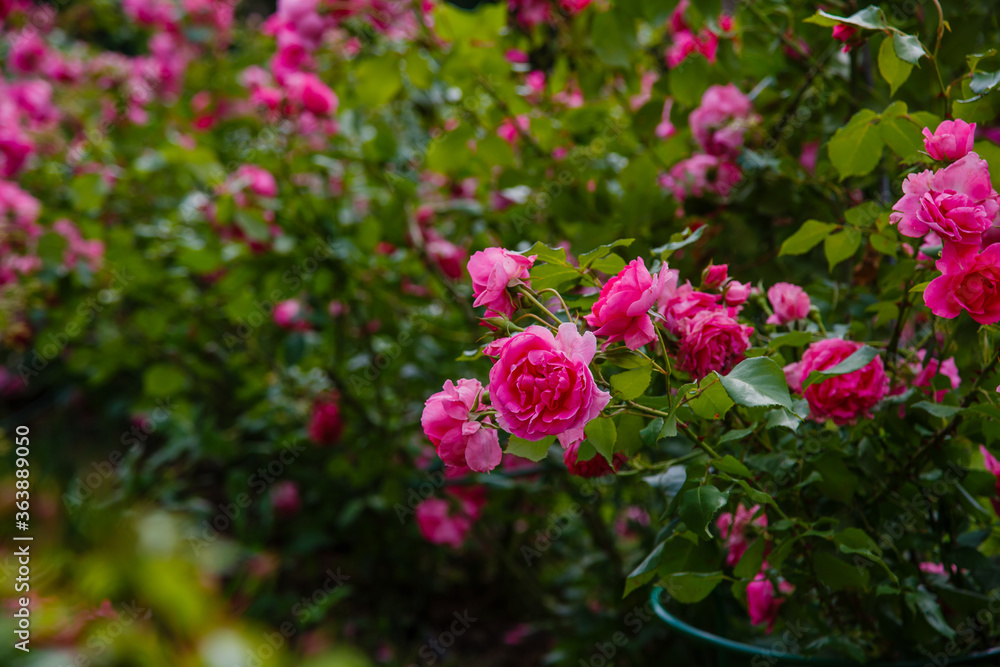 Pink roses bush in the garden. Growing roses in the garden. Pink roses bush in the garden. Growing roses in the garden.
