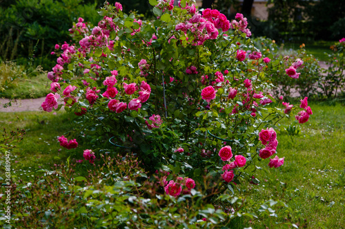 Pink roses bush in the garden. Growing roses in the garden.