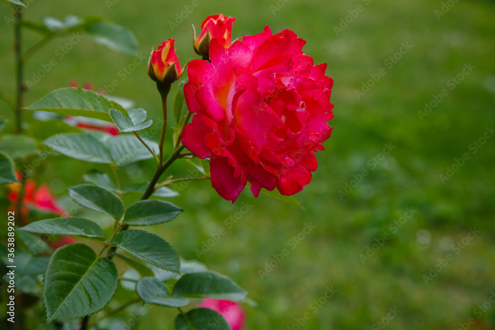 Red roses bush in the garden. Growing roses in the garden. Red roses bush in the garden. Growing roses in the garden.